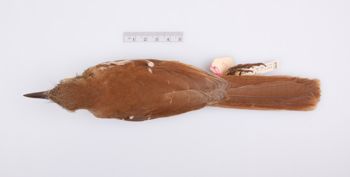 Media type: image;   Ornithology 188917